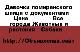 Девочки помиранского шпица с документами › Цена ­ 23 000 - Все города Животные и растения » Собаки   